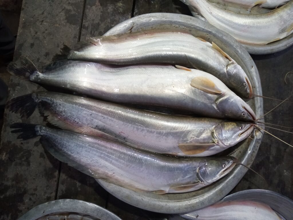 হাওরের টাটকা বোয়াল মাছ