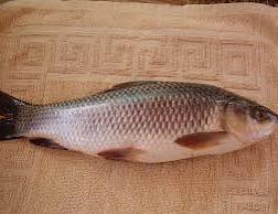 তাজা রুইমাছ