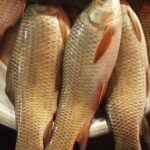 তাজা রুই মাছ সিলেট FishShopBD,অনলাইনে রুই মাছ অর্ডার করুন” “রুই মাছ হোম ডেলিভারি সিলেট” “আজকের বাজার দর রুই মাছ” “Rui Mach Cleaned and Packed - Sylhet Delivery”