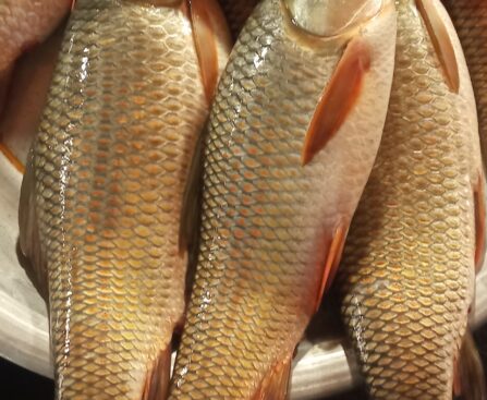 তাজা রুই মাছ সিলেট FishShopBD,অনলাইনে রুই মাছ অর্ডার করুন” “রুই মাছ হোম ডেলিভারি সিলেট” “আজকের বাজার দর রুই মাছ” “Rui Mach Cleaned and Packed - Sylhet Delivery”