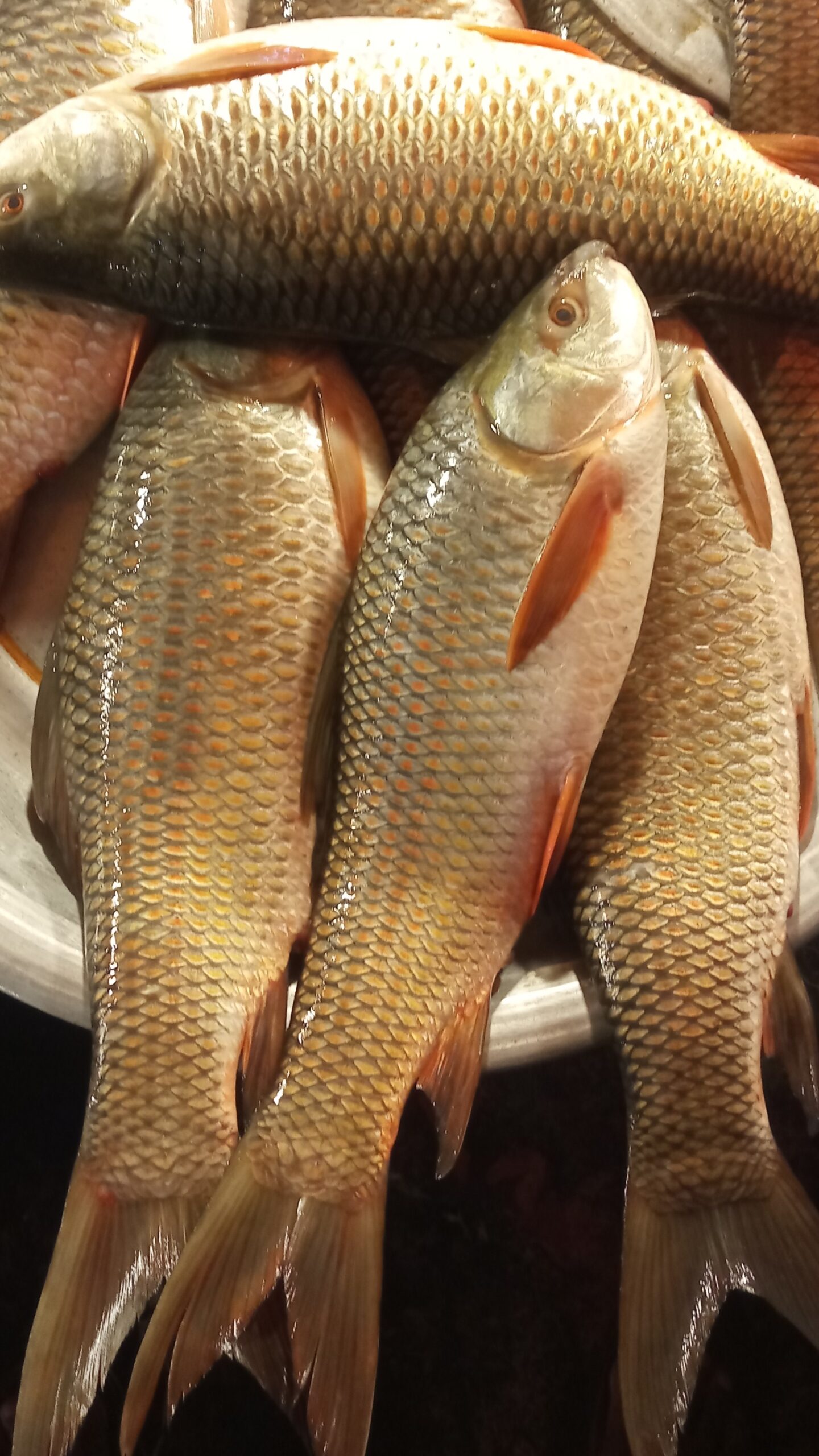 তাজা রুই মাছ সিলেট FishShopBD,অনলাইনে রুই মাছ অর্ডার করুন” “রুই মাছ হোম ডেলিভারি সিলেট” “আজকের বাজার দর রুই মাছ” “Rui Mach Cleaned and Packed - Sylhet Delivery”