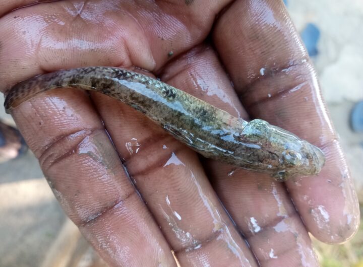 হাকালুকি হাওরের তাজা মাছ নিতে ভিজিট করুন