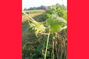 লাউ গাছের ডোগা